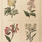 1827 Botanic Garden by Maund BOTANICAL Flowers Botany Illustrated Gardens