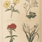 1827 Botanic Garden by Maund BOTANICAL Flowers Botany Illustrated Gardens