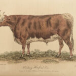 1805 1ed Agriculture FARMING Illustrated Husbandry Cows Cattle Sheep Horses 2v