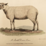 1805 1ed Agriculture FARMING Illustrated Husbandry Cows Cattle Sheep Horses 2v