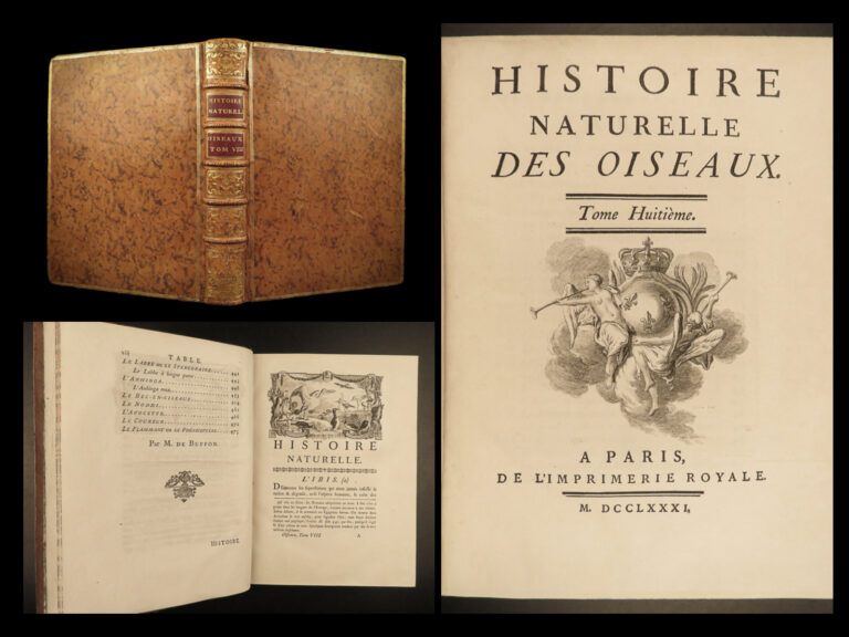 Image of 1781 BIRDS Art Buffon Natural SCIENCE Illustrated Flamingo Seagull Pelican
