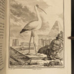 1781 BIRDS Art Buffon Natural SCIENCE Illustrated Flamingo Seagull Pelican