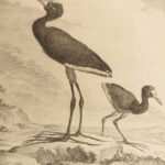 1781 BIRDS Art Buffon Natural SCIENCE Illustrated Flamingo Seagull Pelican