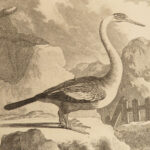 1781 BIRDS Art Buffon Natural SCIENCE Illustrated Flamingo Seagull Pelican