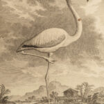 1781 BIRDS Art Buffon Natural SCIENCE Illustrated Flamingo Seagull Pelican