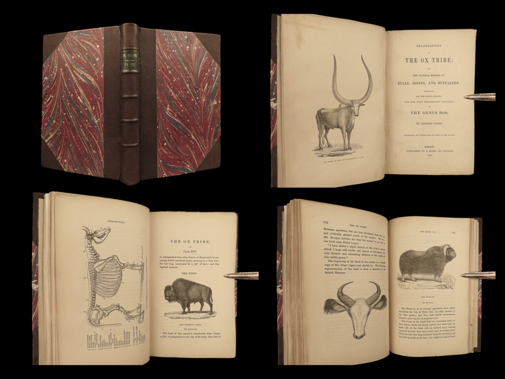 1851 oxen 1ed natural history ox bulls bison buffalo zoology woodcuts vasey | a highly rare first edition printing of the scarcely printed "<em>delineations of the ox tribe</em>. " written by george vasey, this 19th-century treatise examines the natural history of bulls, bison, and buffaloes. The book includes a comprehensive study of all the known species and remarkable varieties of the genus bos. It features 72 woodcut engravings by the author, which offer readers a detailed visual representation of the animals discussed in the text.   the book also includes additional details such as vasey’s research notes regarding specifics of various animals such as the number of vertebrae and periods of gestation, as well as notes on the utility of the ox tribe to mankind and an account of alpine cowherds. The appendix covers a range of topics, including a free martin, the influence of color in breeding, statistics on milk and butter, and more.