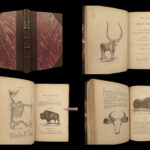 1851 OXEN 1ed Natural History OX Bulls Bison Buffalo Zoology Woodcuts Vasey