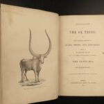 1851 OXEN 1ed Natural History OX Bulls Bison Buffalo Zoology Woodcuts Vasey