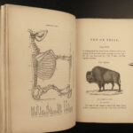 1851 OXEN 1ed Natural History OX Bulls Bison Buffalo Zoology Woodcuts Vasey