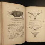 1851 OXEN 1ed Natural History OX Bulls Bison Buffalo Zoology Woodcuts Vasey