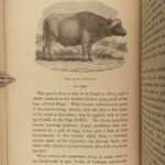 1851 OXEN 1ed Natural History OX Bulls Bison Buffalo Zoology Woodcuts Vasey