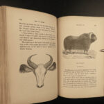 1851 OXEN 1ed Natural History OX Bulls Bison Buffalo Zoology Woodcuts Vasey