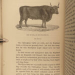 1851 OXEN 1ed Natural History OX Bulls Bison Buffalo Zoology Woodcuts Vasey