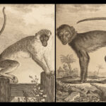 1788 MONKEYS Buffon Natural SCIENCE Illustrated Mandrill Orangutans Apes Primate