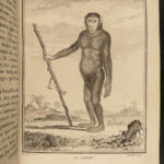 1788 MONKEYS Buffon Natural SCIENCE Illustrated Mandrill Orangutans Apes Primate