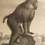 1788 MONKEYS Buffon Natural SCIENCE Illustrated Mandrill Orangutans Apes Primate