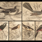1845 Jardine Naturalist BIRDS Ornithology Flycatchers Fantails Song Birds Tody