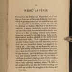 1845 Jardine Naturalist BIRDS Ornithology Flycatchers Fantails Song Birds Tody