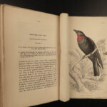 1845 Jardine Naturalist BIRDS Ornithology Flycatchers Fantails Song Birds Tody