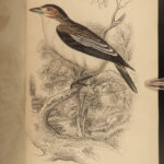 1845 Jardine Naturalist BIRDS Ornithology Flycatchers Fantails Song Birds Tody