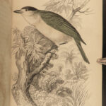 1845 Jardine Naturalist BIRDS Ornithology Flycatchers Fantails Song Birds Tody