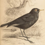 1845 Jardine Naturalist BIRDS Ornithology Flycatchers Fantails Song Birds Tody