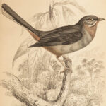 1845 Jardine Naturalist BIRDS Ornithology Flycatchers Fantails Song Birds Tody