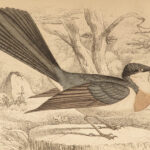1845 Jardine Naturalist BIRDS Ornithology Flycatchers Fantails Song Birds Tody