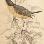 1845 Jardine Naturalist BIRDS Ornithology Flycatchers Fantails Song Birds Tody