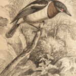 1845 Jardine Naturalist BIRDS Ornithology Flycatchers Fantails Song Birds Tody