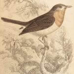 1845 Jardine Naturalist BIRDS Ornithology Flycatchers Fantails Song Birds Tody