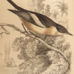 1845 Jardine Naturalist BIRDS Ornithology Flycatchers Fantails Song Birds Tody