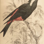 1845 Jardine Naturalist BIRDS Ornithology Flycatchers Fantails Song Birds Tody