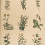 1848 Family Physician Nicholas Culpeper Complete HERBAL Medicine for Poor Cures