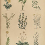 1848 Family Physician Nicholas Culpeper Complete HERBAL Medicine for Poor Cures