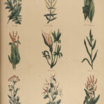1848 Family Physician Nicholas Culpeper Complete HERBAL Medicine for Poor Cures
