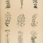 1848 Family Physician Nicholas Culpeper Complete HERBAL Medicine for Poor Cures