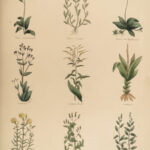 1848 Family Physician Nicholas Culpeper Complete HERBAL Medicine for Poor Cures