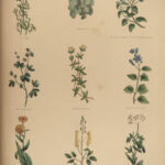 1848 Family Physician Nicholas Culpeper Complete HERBAL Medicine for Poor Cures