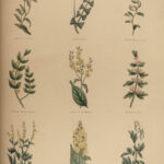 1848 Family Physician Nicholas Culpeper Complete HERBAL Medicine for Poor Cures