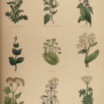 1848 Family Physician Nicholas Culpeper Complete HERBAL Medicine for Poor Cures