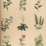 1848 Family Physician Nicholas Culpeper Complete HERBAL Medicine for Poor Cures