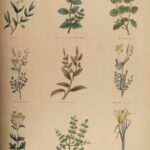 1848 Family Physician Nicholas Culpeper Complete HERBAL Medicine for Poor Cures