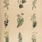 1848 Family Physician Nicholas Culpeper Complete HERBAL Medicine for Poor Cures