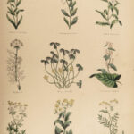 1848 Family Physician Nicholas Culpeper Complete HERBAL Medicine for Poor Cures