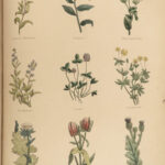 1848 Family Physician Nicholas Culpeper Complete HERBAL Medicine for Poor Cures