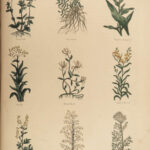 1848 Family Physician Nicholas Culpeper Complete HERBAL Medicine for Poor Cures