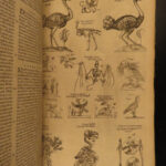 1610 BIRDS Ornithology Ulisse Aldrovandi Science Illustrated Bats HARPY Peacocks