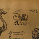 1610 BIRDS Ornithology Ulisse Aldrovandi Science Illustrated Bats HARPY Peacocks