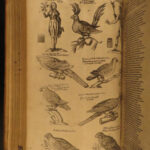1610 BIRDS Ornithology Ulisse Aldrovandi Science Illustrated Bats HARPY Peacocks